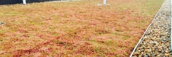 Green Roof Installation at Welling